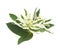 Euphorbia marginata flowers and leaves