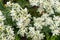 Euphorbia marginata in greenhouse.