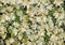 Euphorbia marginata kilimanjaro in bloom. Euphorbia marginata or whitemargined spurge