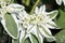 Euphorbia marginata or Snow-on-the-mountain plant with flower and variegated leaves