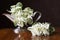 Euphorbia marginata, snow-on-the-mountain, smoke-on-the-prairie, variegated spurge or whitemargined spurge
