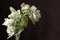 Euphorbia marginata, snow-on-the-mountain, smoke-on-the-prairie, variegated spurge or whitemargined spurge