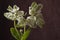 Euphorbia marginata, snow-on-the-mountain, smoke-on-the-prairie, variegated spurge or whitemargined spurge