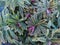 Euphorbia x martinii `Ascot Rainbow`