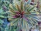 Euphorbia x martinii `Ascot Rainbow`