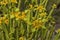Euphorbia mauritanica Golden spurge succulent