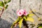 Euphorbia Milii crown of thorns cactus plant in sunlight. It is a spiny shrubs and cactus like shrubby plant on woody stem