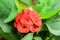 Euphorbia milii, the crown of thorns, Christ plant, or Christ thorn, called Corona de Cristo in Latin America