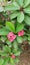 Euphorbia milii the crown of thorns Christ plant or Christ thorn called Corona de Cristo in Latin America is a species of