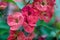 Euphorbia milii, the crown of thorns, Christ plant, or Christ thorn, is a species of flowering plant in the spurge family Euphorbi