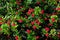 Euphorbia milii or crown of thorns green shrub blossoming red flowers