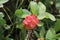 Euphorbia milii Crown of thorns succulent red flower dwarf plant variety