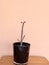 Euphorbia Milii Crown of Thrones succulent plant in pot placed on a wooden table