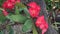 Euphorbia milii flowers