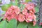 Euphorbia milii-Indoor flowering red plant with thorns on a blurry background with copy space