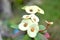 Euphorbia milii-Indoor flowering white plant with thorns on a blurry background