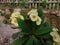 Euphorbia milii or mahkota duri detail photo