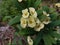 Euphorbia milii or mahkota duri detail photo