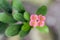 Euphorbia milii pink flowers in bloom, succulent shrub flowering plant