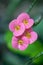 Euphorbia milii pink flowers in bloom, succulent shrub flowering plant