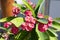 Euphorbia milii pink flowers in bloom, succulent shrub flowering plant