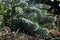 Euphorbia myrsinites with bluish-green leaves