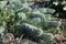 Euphorbia myrsinites with bluish-green leaves