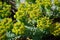 Euphorbia myrsinites - Myrtle Spurge or Donkeytail Spurge flower clusters detail