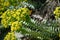 Euphorbia myrsinites - Myrtle Spurge or Donkeytail Spurge flowers and stem and leaves closeup