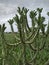 Euphorbia neriifolia cactus plants in the field on clouds background