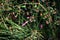 Euphorbia nutans ( Euphorbia maculata ) flowers. Euphorbiaceae annual poisonous plant.