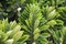 Euphorbia oleandroleaf - Shrub Succulent grows in southern latitudes