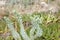 Euphorbia paralias in bloom