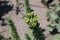 Euphorbia paralias - Wild plant shot in the summer.