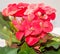 Euphorbia pink red flowers, crown of thorns, Christ plant
