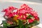 Euphorbia pink red flowers, crown of thorns, Christ plant