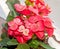 Euphorbia pink red flowers, crown of thorns, Christ plant