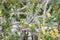 Euphorbia plant cactus spike tree with sand floor close up euphorbiaceae
