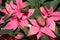 Euphorbia pulcherrima blooming flower. Pink Christmas poinsettia or Christmas Star