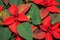 Euphorbia pulcherrima blooming flower. Red Christmas poinsettia or Christmas Star, close up