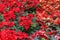 Euphorbia Pulcherrima red