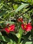 Euphorbia Punicea Flowers, Princeville Botanical Gardens, Kauai, Hawaii, USA