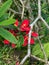 Euphorbia Punicea Flowers, Princeville Botanical Gardens, Kauai, Hawaii, USA