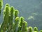 Euphorbia royleana, Royle\'s Spurge, Danda thor