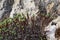Euphorbia sp., poisonous succulent plant with succulent stem on erosional coastal cliffs of Gozo island, Malta