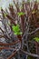 Euphorbia sp., poisonous succulent plant with succulent stem on erosional coastal cliffs of Gozo island, Malta