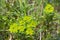 Euphorbia, Spurge, Mlecika, Wulfen Spurge, Euphorbia virgata, leafy spurge, wolf's milk leafy spurge, wolf's milk