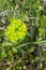 Euphorbia, Spurge, Mlecika, Wulfen Spurge, Euphorbia virgata, leafy spurge, wolf's milk leafy spurge, wolf's milk