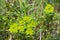 Euphorbia, Spurge, Mlecika, Wulfen Spurge, Euphorbia virgata, leafy spurge, wolf`s milk leafy spurge, wolf`s milk, green plant