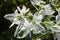 Euphorbia spurge white leaves and flowers